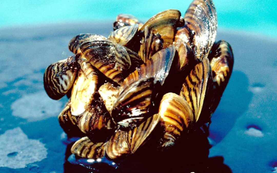 Colorado Parks and Wildlife find zebra mussel larva in the Colorado River for the second year in a row