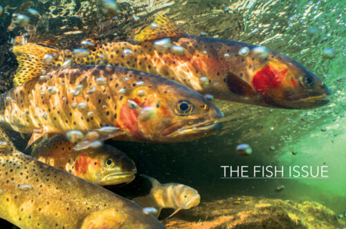 A photo of Colorado River cutthroat trout swimming on the cover of Headwaters magazine for the 2025 fall fish issue.