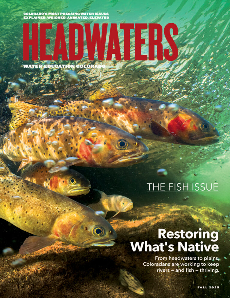 A photo of Colorado River cutthroat trout swimming on the cover of Headwaters magazine for the 2025 fall fish issue.