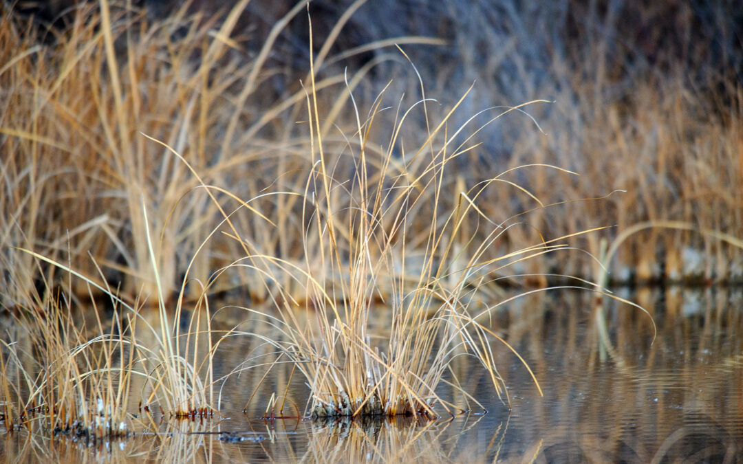 First-of-a-kind rules to protect Colorado streams, wetlands face final hearing as tensions mount